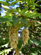 American Hophornbeam